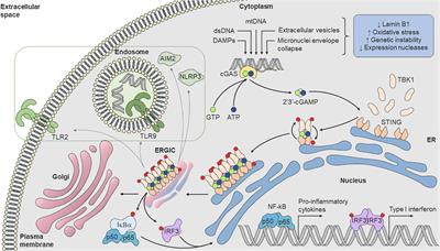 cGAS-STING pathway as a potential trigger of immunosenescence and inflammaging